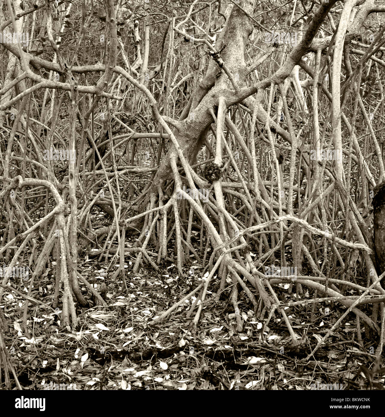 Schwarzen & weiße Foto der Wurzeln ein Mangroven-Baum, Ding Darling National Wildlife Refuge, Sannibel Insel, Florida, USA Stockfoto