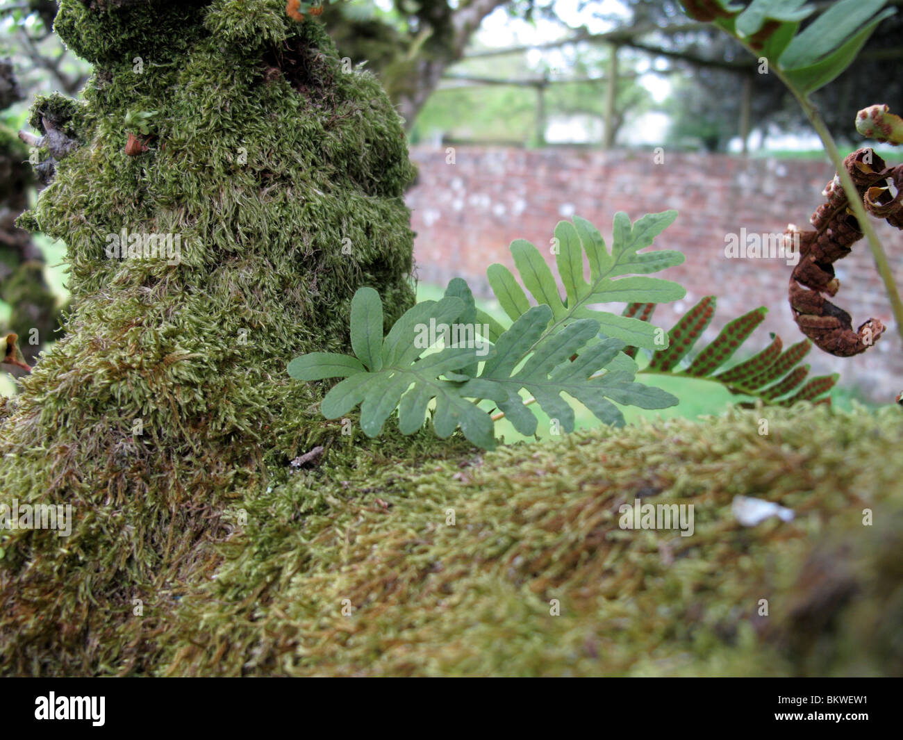 Ephiphytic Farn (gemeinsame Maisöl Polypodium Vulgare) Stockfoto