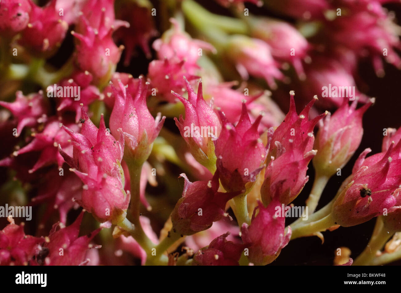 Nahaufnahme Detail der einzelnen Blüten von Sedum Eis-Pflanze (Sedum Spectabile) Stockfoto