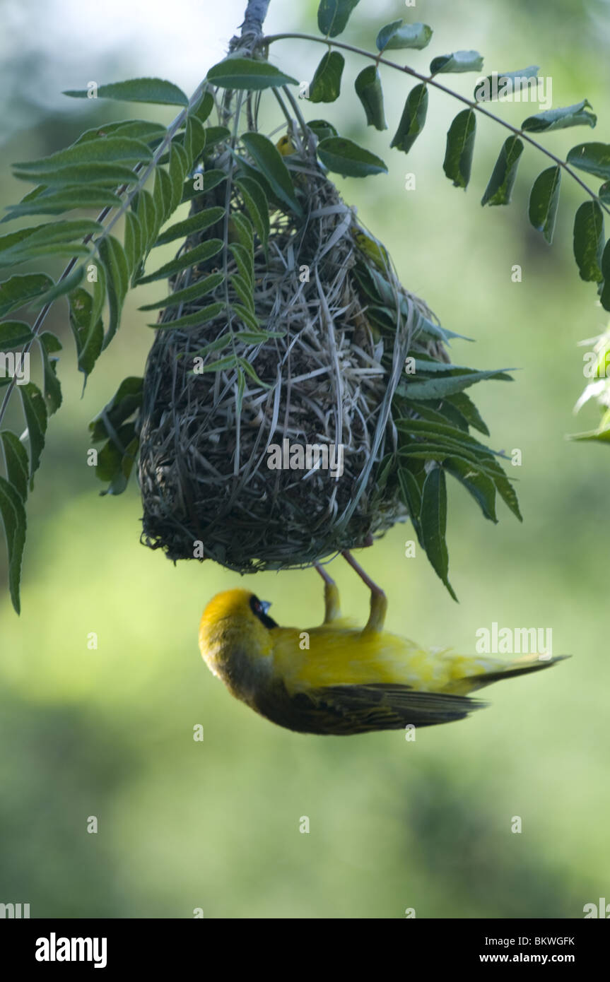 Maskierte Weaver und Nest, Namibia, Afrika. Stockfoto