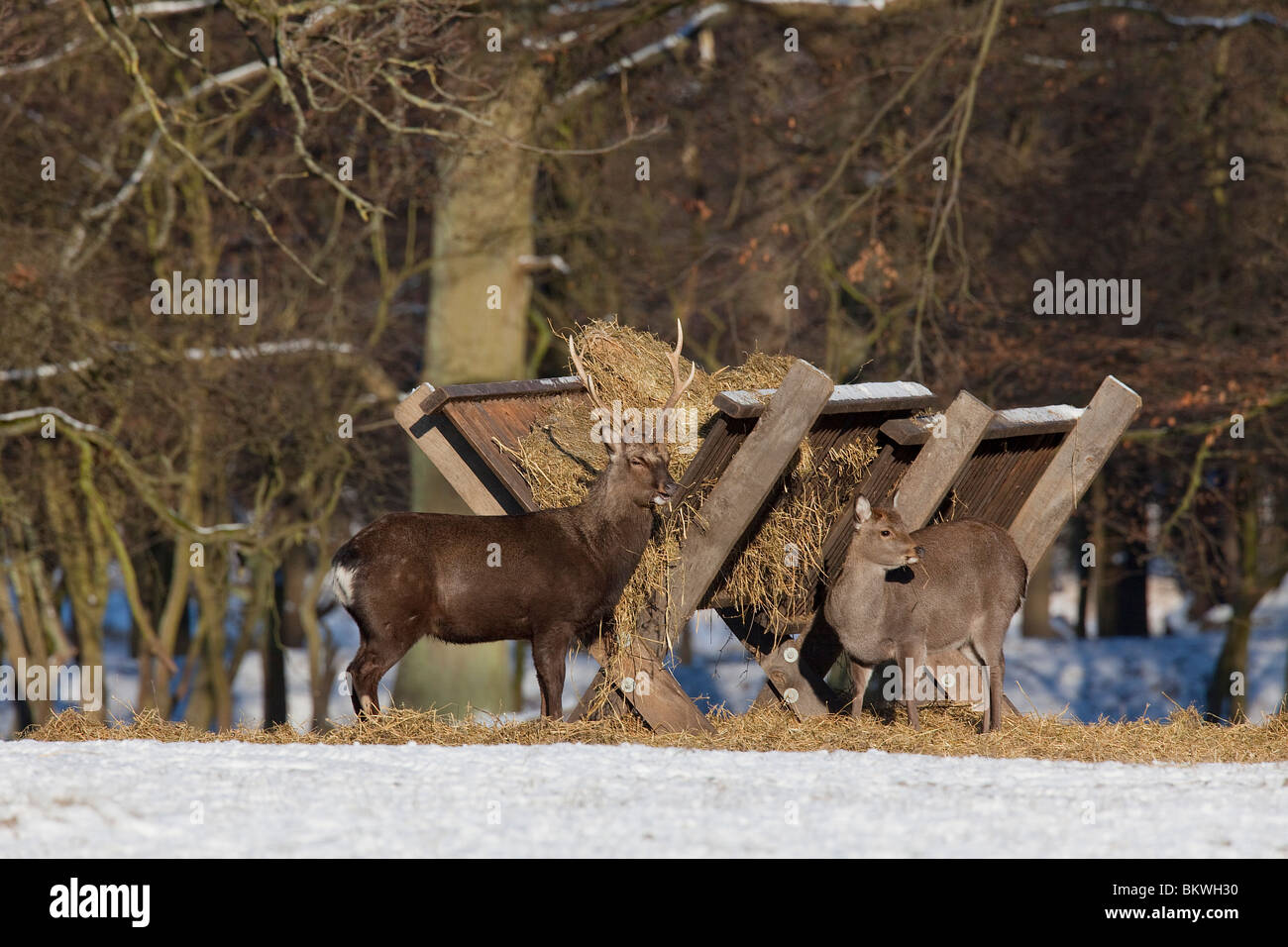 Sika Hirsch Hirsch Hirschkuh Krippe / Cervus Nippon Stockfoto