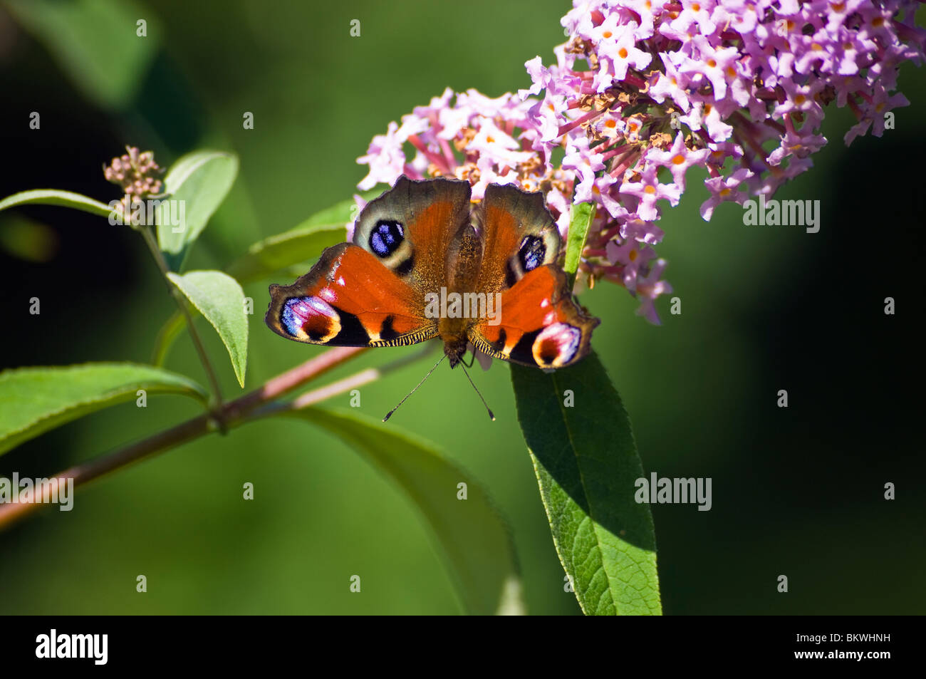 Tagpfauenauge (Vanessa Io) an Sommerflieder Pflanze (Sommerflieder Davidii) Stockfoto