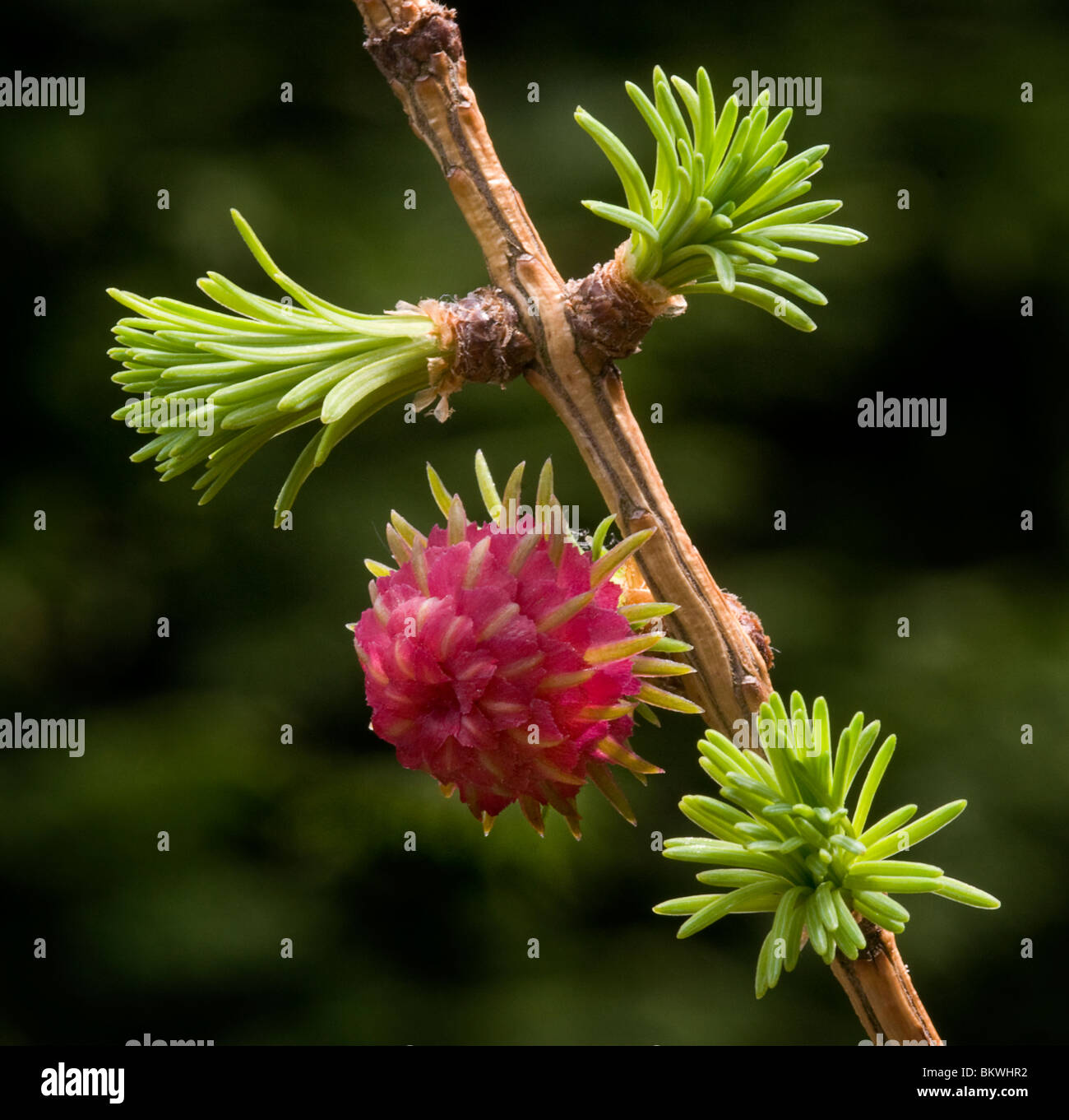 Die Blume und neue Blätter des Baumes Europäische Lärche (Larix Decidua) Stockfoto