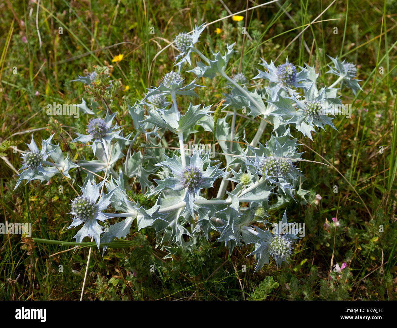 Meer-Holly Stockfoto