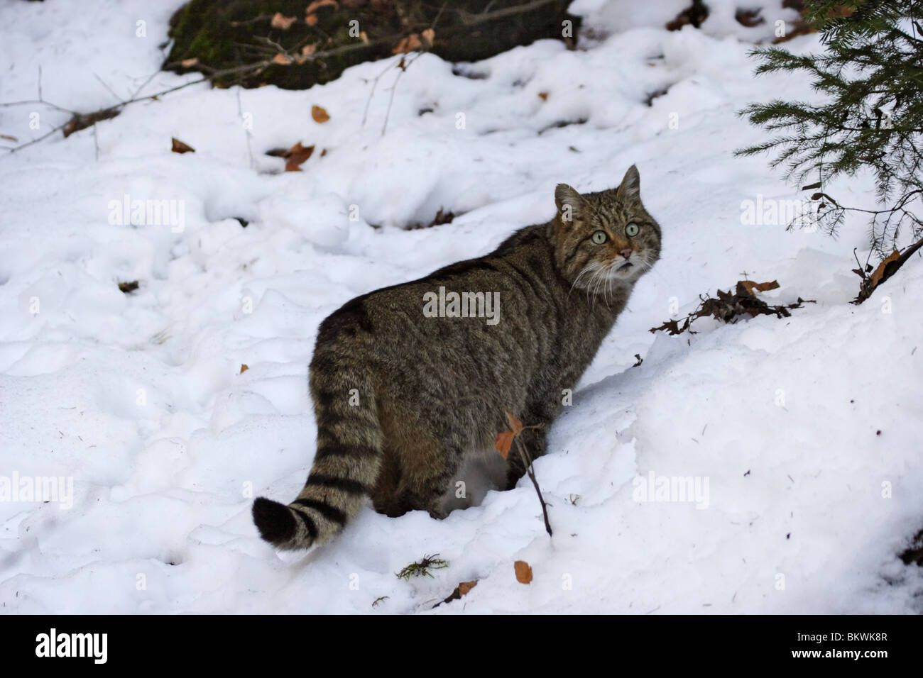 Wildkatze, Europäische, wildcat, Felis Silvestris, Stockfoto