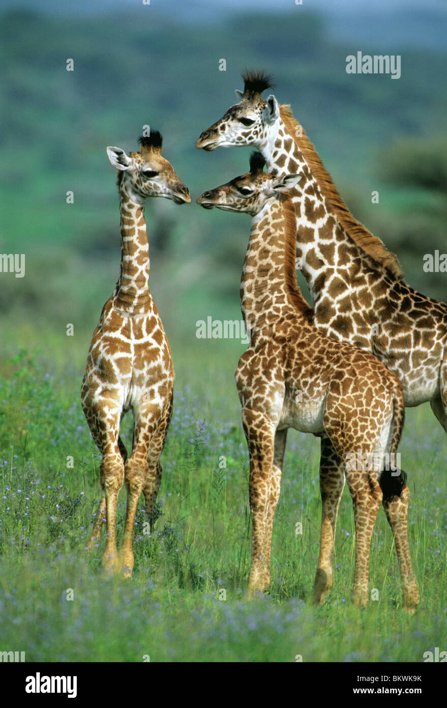 Masai Giraffe (Giraffa Plancius), Familiengruppe, Serengeti Nationalpark, Tansania. Stockfoto