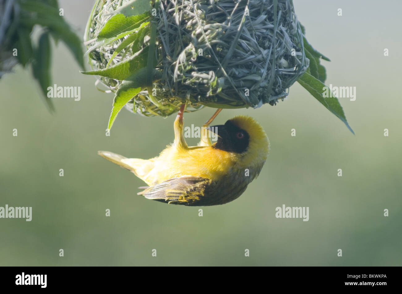 Maskierte Weaver und Nest, Namibia, Afrika. Stockfoto