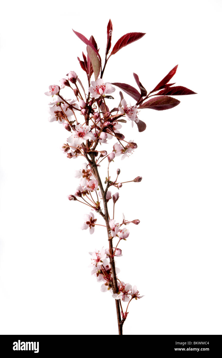 Frühlingsblumen Stockfoto