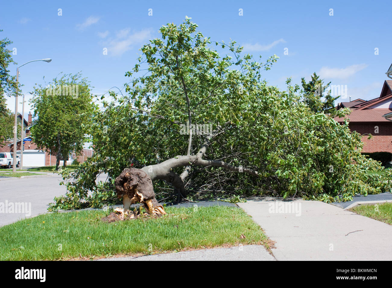 Bürgersteig Gehweg Straße Block Baum nach unten grün Schäden fallen blauen Himmel Stockfoto