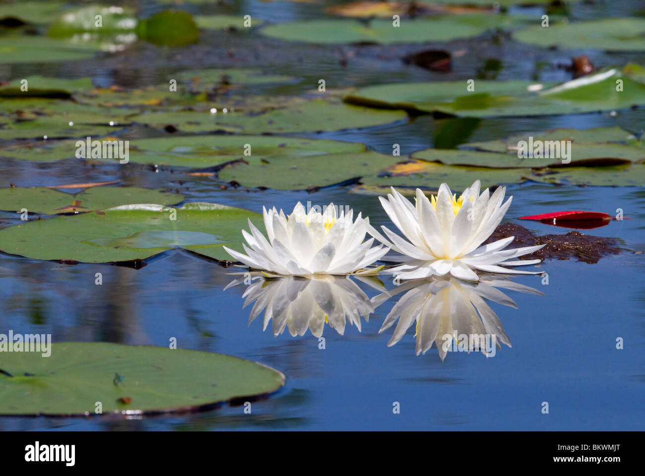 wildwasserlilly (Nymphaea odorata), Okefenokee, Georgia, USA. Stockfoto