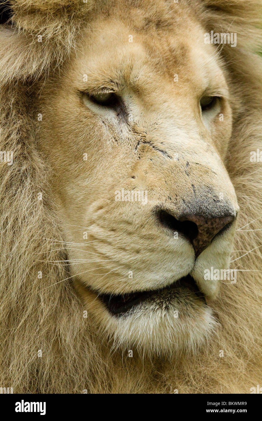 Weißer Löwe, Beauval Zoo Stockfotografie Alamy