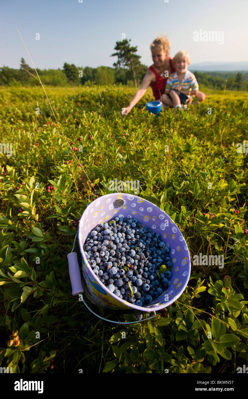 Ein Eimer gefüllt mit Reifen Hohmann Heidelbeeren auf einem Hügel in Alton, New Hampshire. Stockfoto