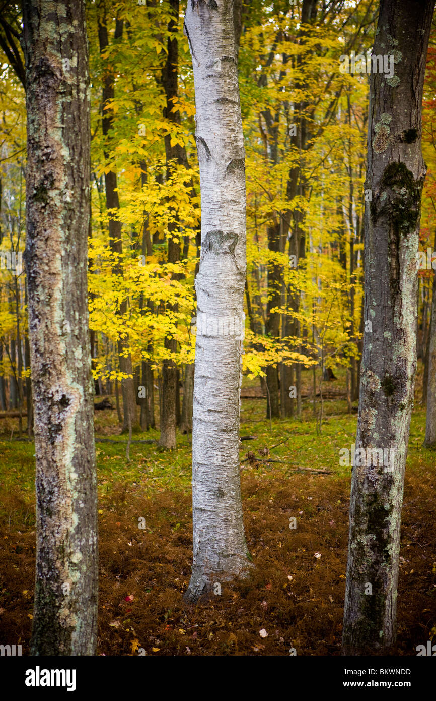 Farben des Herbstes im Wald in die Ausbau-Reservoir-Reservierung im Geschirr, Massachusetts. Stockfoto