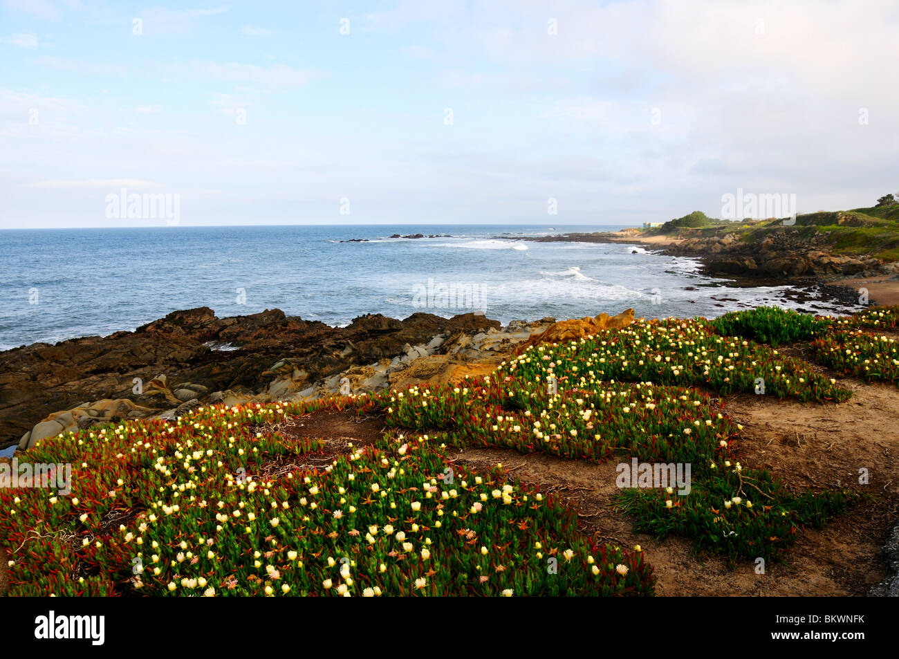 Wilde Blumen entlang der felsigen Küste von Nord-Kalifornien, USA. Stockfoto