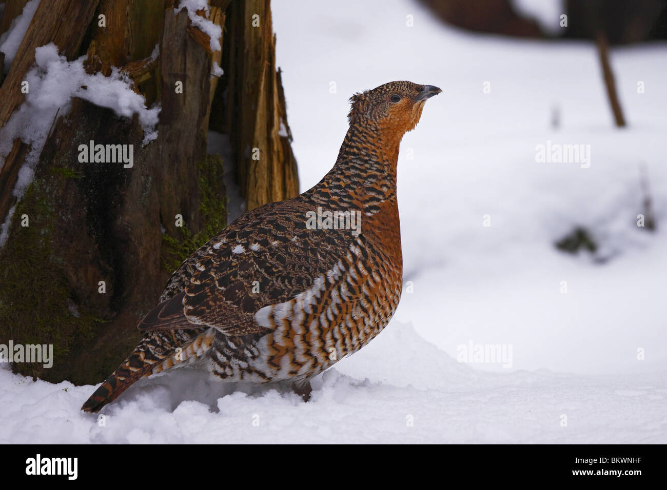 Holz, Grouse, at, urogallus Stockfoto