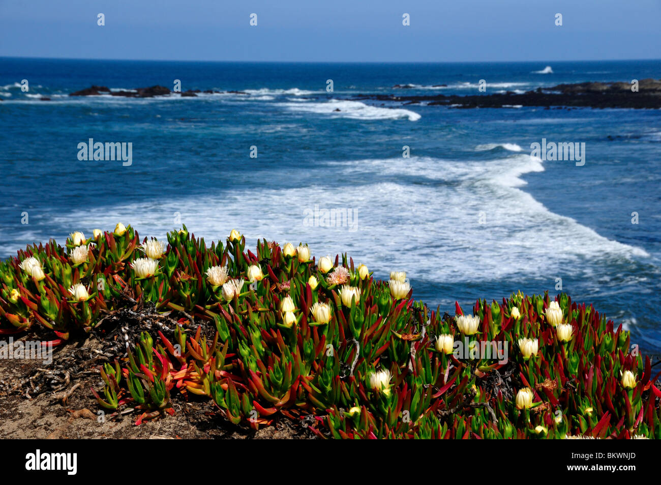 Wilde Blume blüht entlang der Küste von Kalifornien, USA. Stockfoto