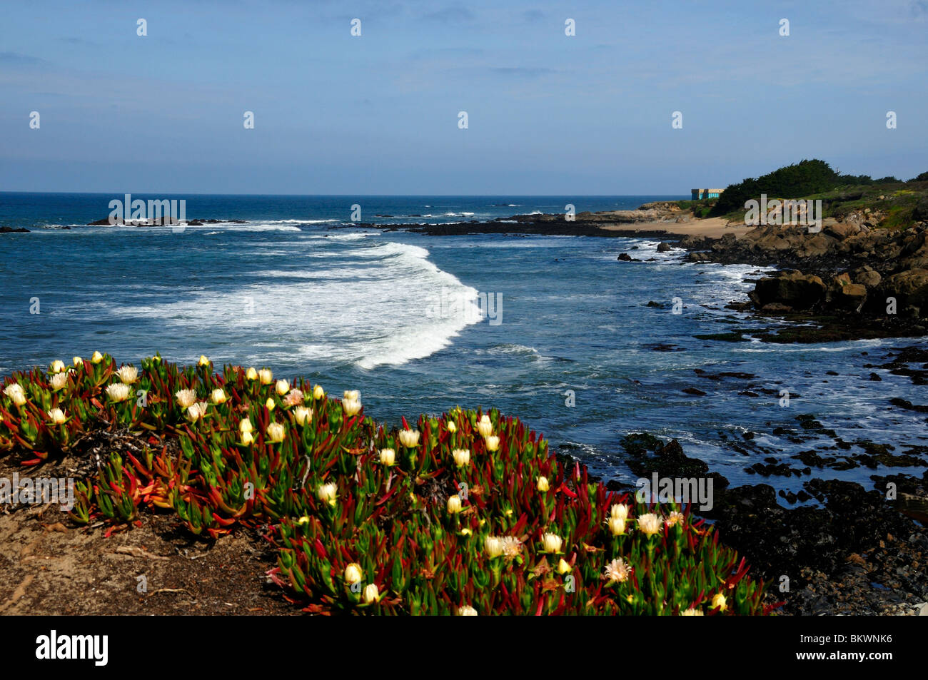 Wilde Blume blüht entlang der Küste von Kalifornien, USA. Stockfoto
