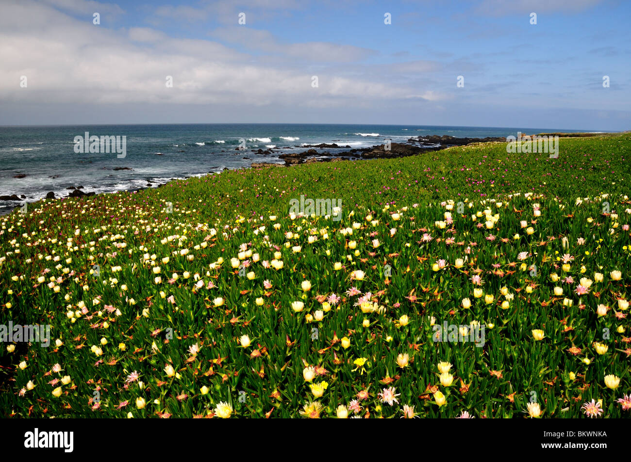 Wilde Blume blüht entlang der Küste von Kalifornien, USA. Stockfoto