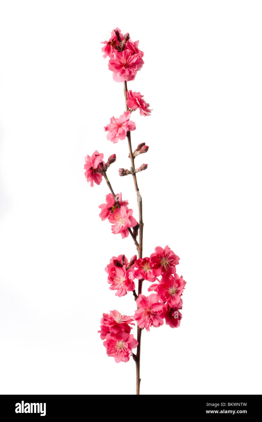 Frühlingsblumen Stockfoto