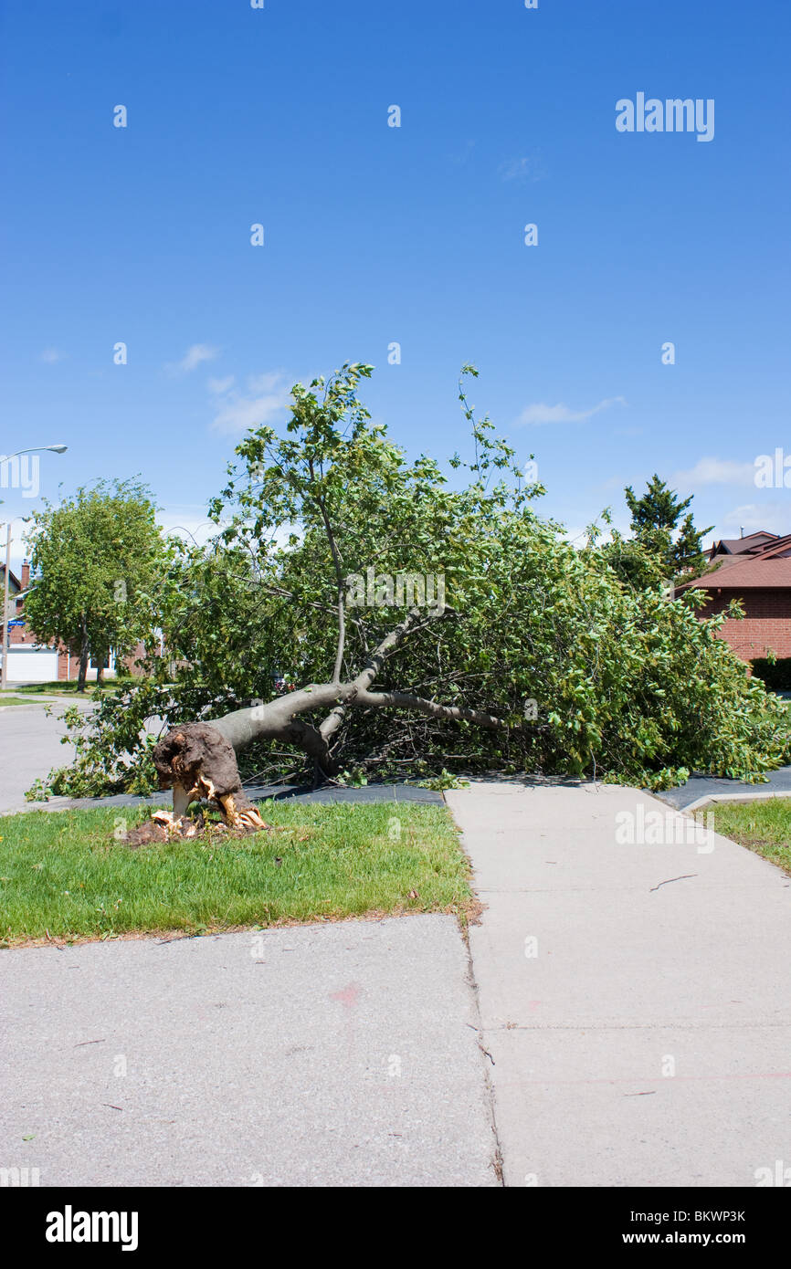 Bürgersteig Gehweg Straße Block Baum nach unten grün Schäden fallen blauen Himmel Stockfoto