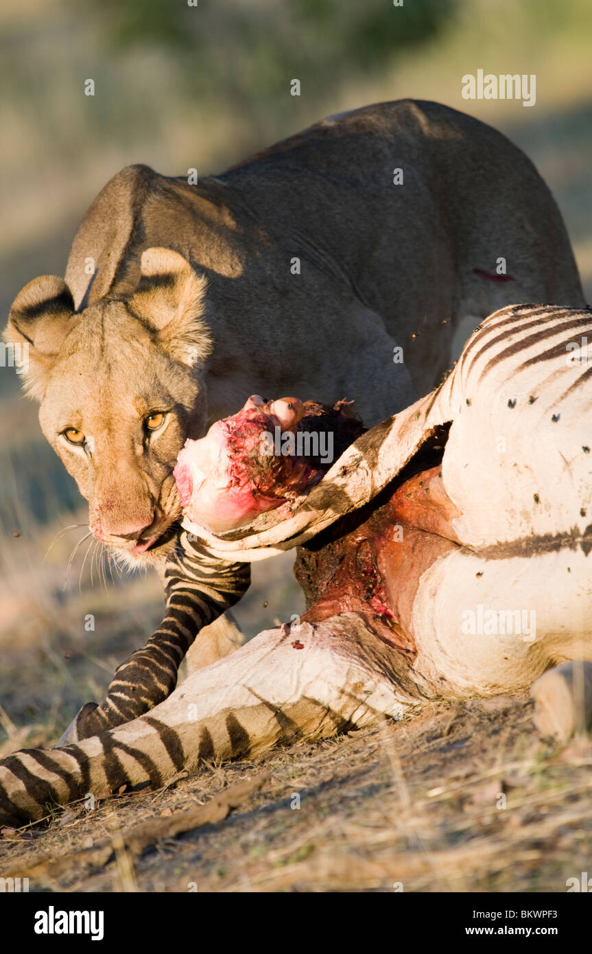 Jungen Heranwachsende männliche Löwen auf ein Zebra töten, Hobatere, Namibia, Afrika. Stockfoto