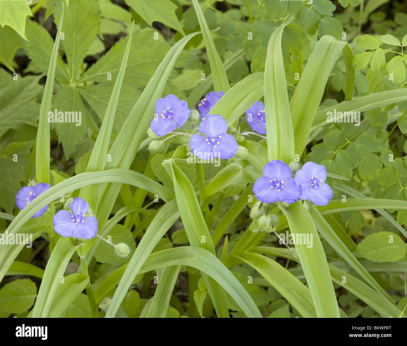 Ohio Dreimasterblume (Tradescantia Ohiensis) Stockfoto