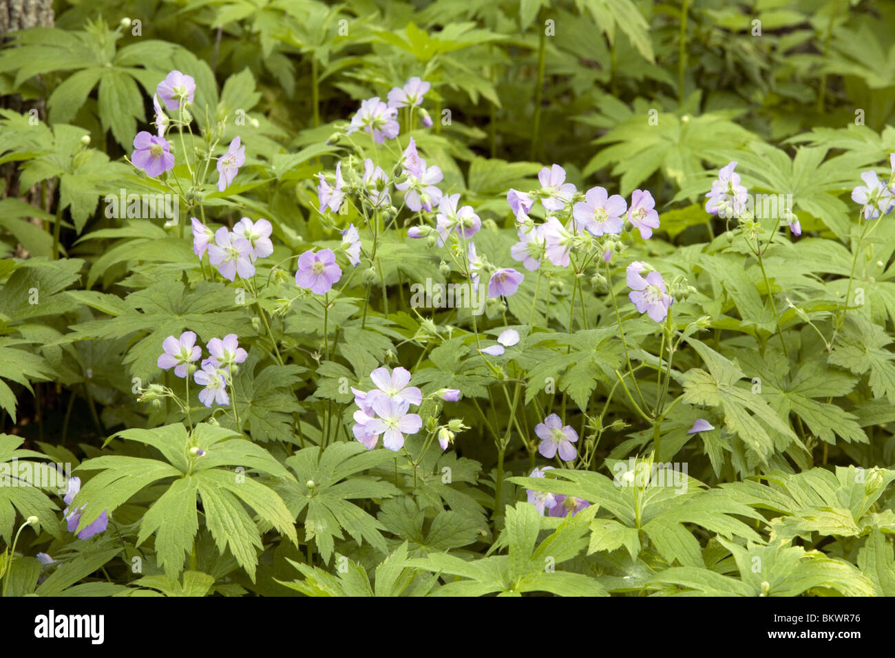 Wild Geranium oder Storchschnabel (Geranium Maculatum) Stockfoto