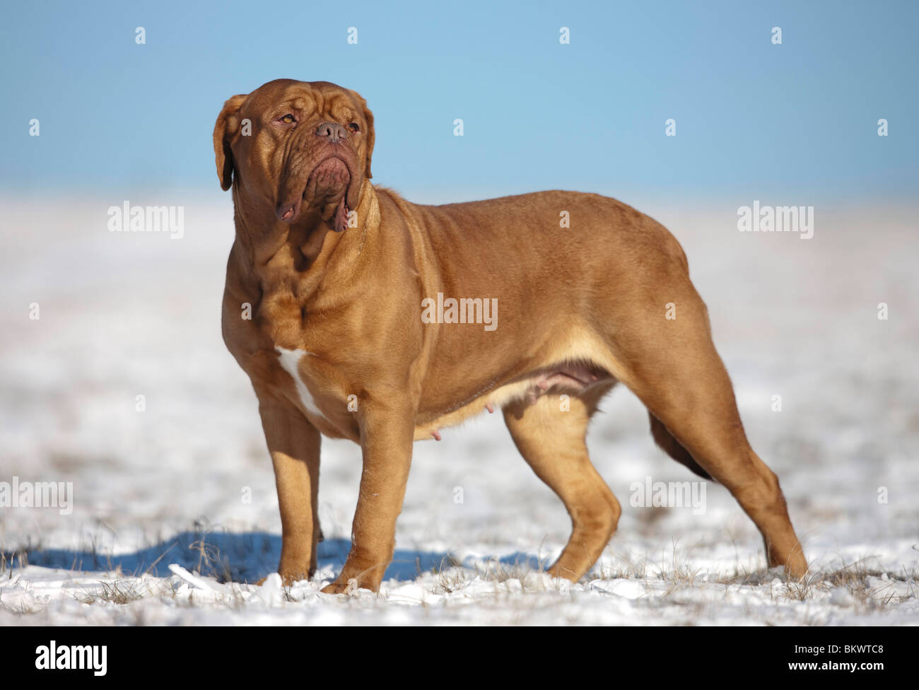 BordeauxDogge Hund stehend Schnee Stockfotografie Alamy