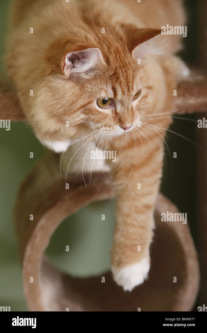 Junger Sibirischer Kater / junge sibirischer Kater Stockfoto