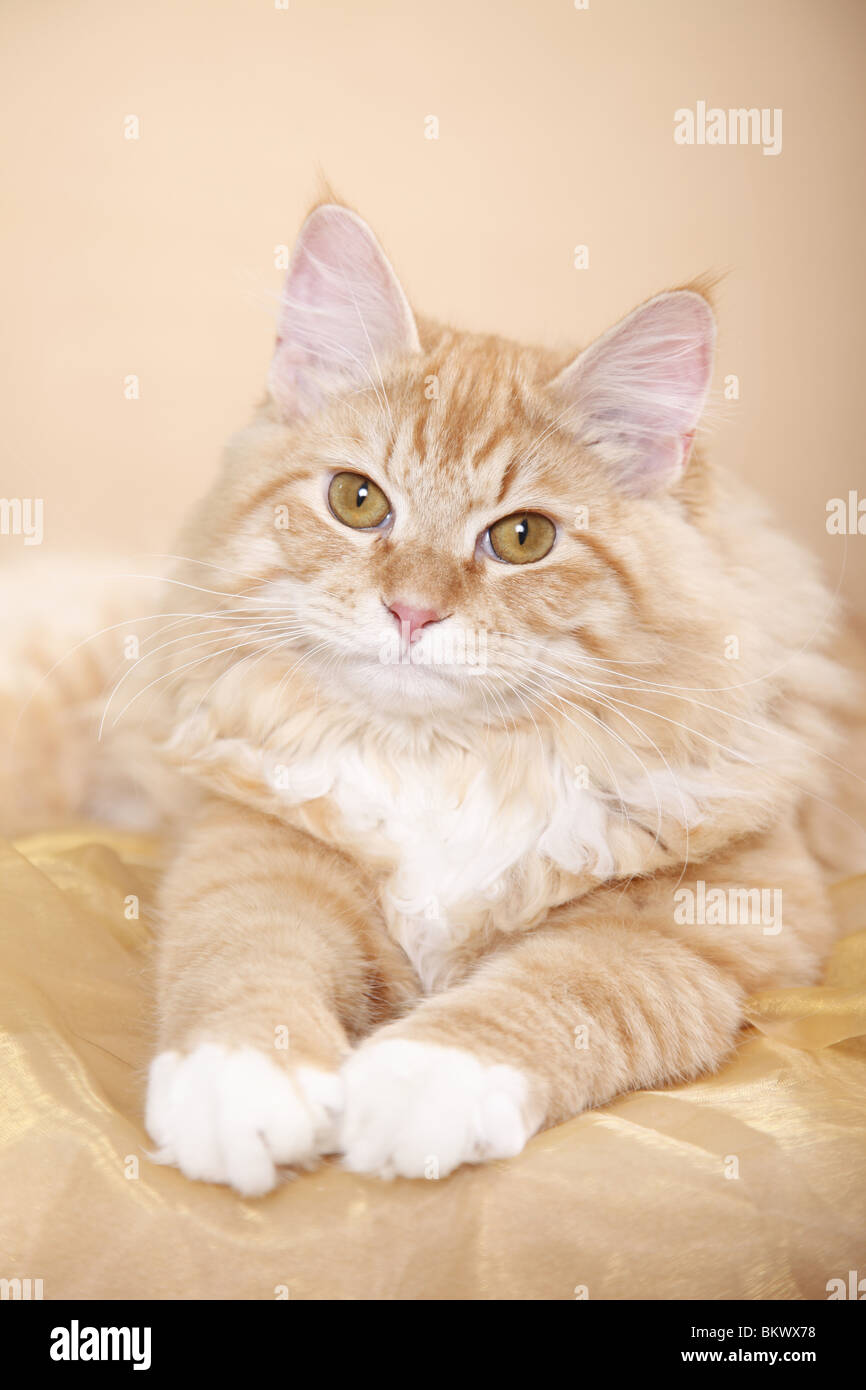 Junger Sibirischer Kater / junge sibirischer Kater Stockfoto