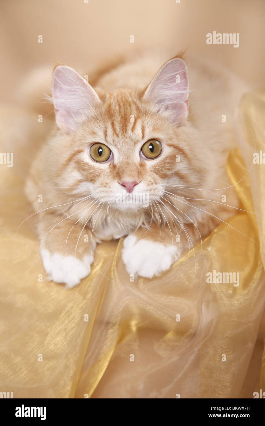 Junger Sibirischer Kater / junge sibirischer Kater Stockfoto
