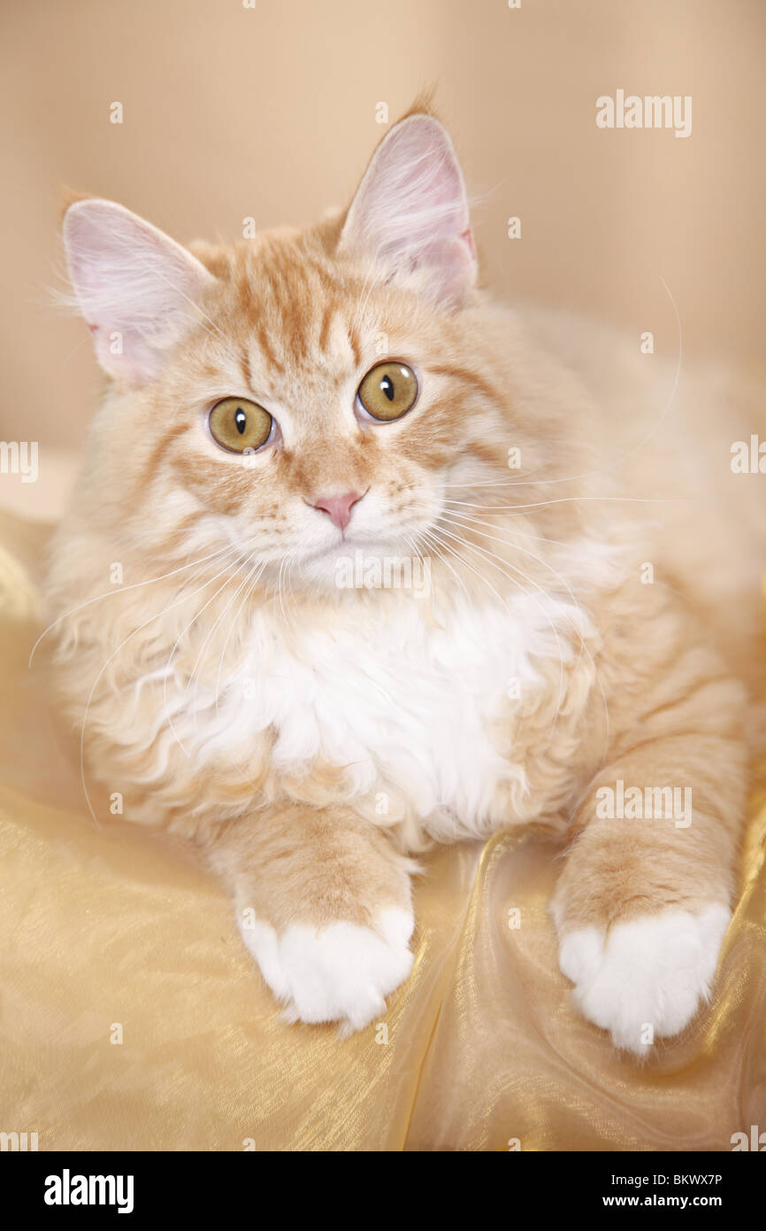 Junger Sibirischer Kater / junge sibirischer Kater Stockfoto