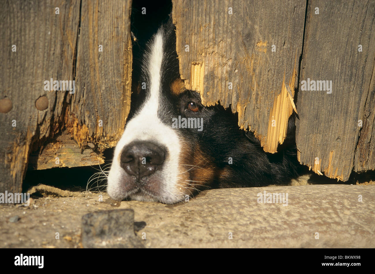 Berner Sennenhund Kopf unter Holzzaun Stockfoto