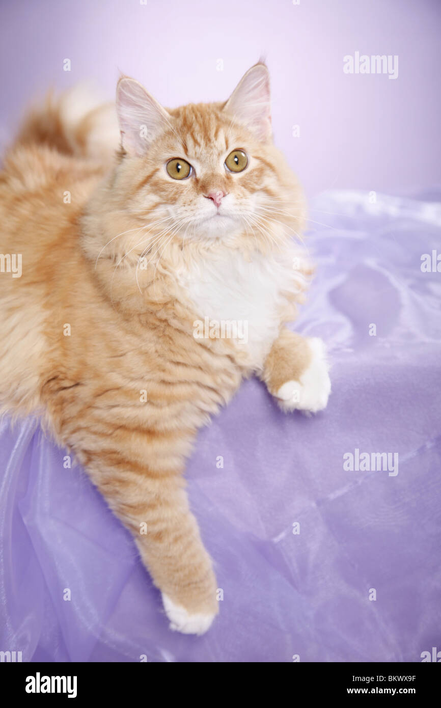Junger Sibirischer Kater / junge sibirischer Kater Stockfoto