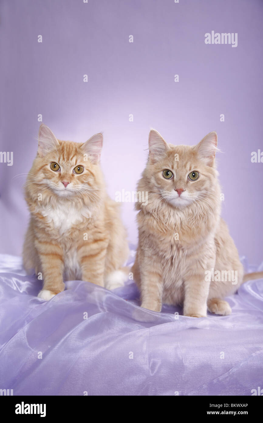 Junge Sibirischer Kater / jungen sibirischen tomcats Stockfoto