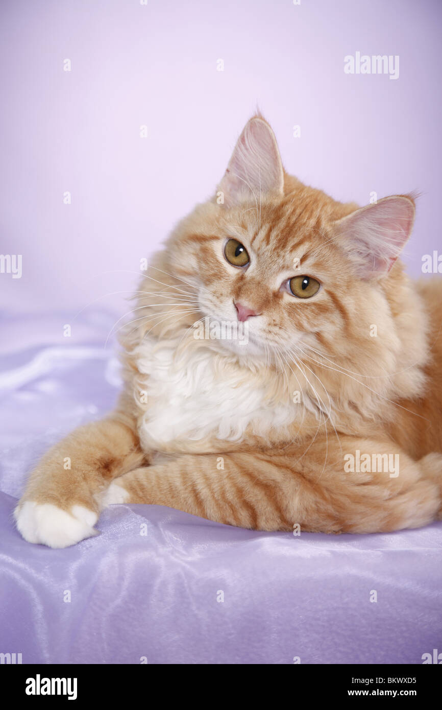 Junger Sibirischer Kater / junge sibirischer Kater Stockfoto