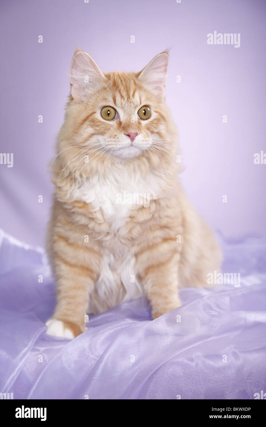 Junger Sibirischer Kater / junge sibirischer Kater Stockfoto