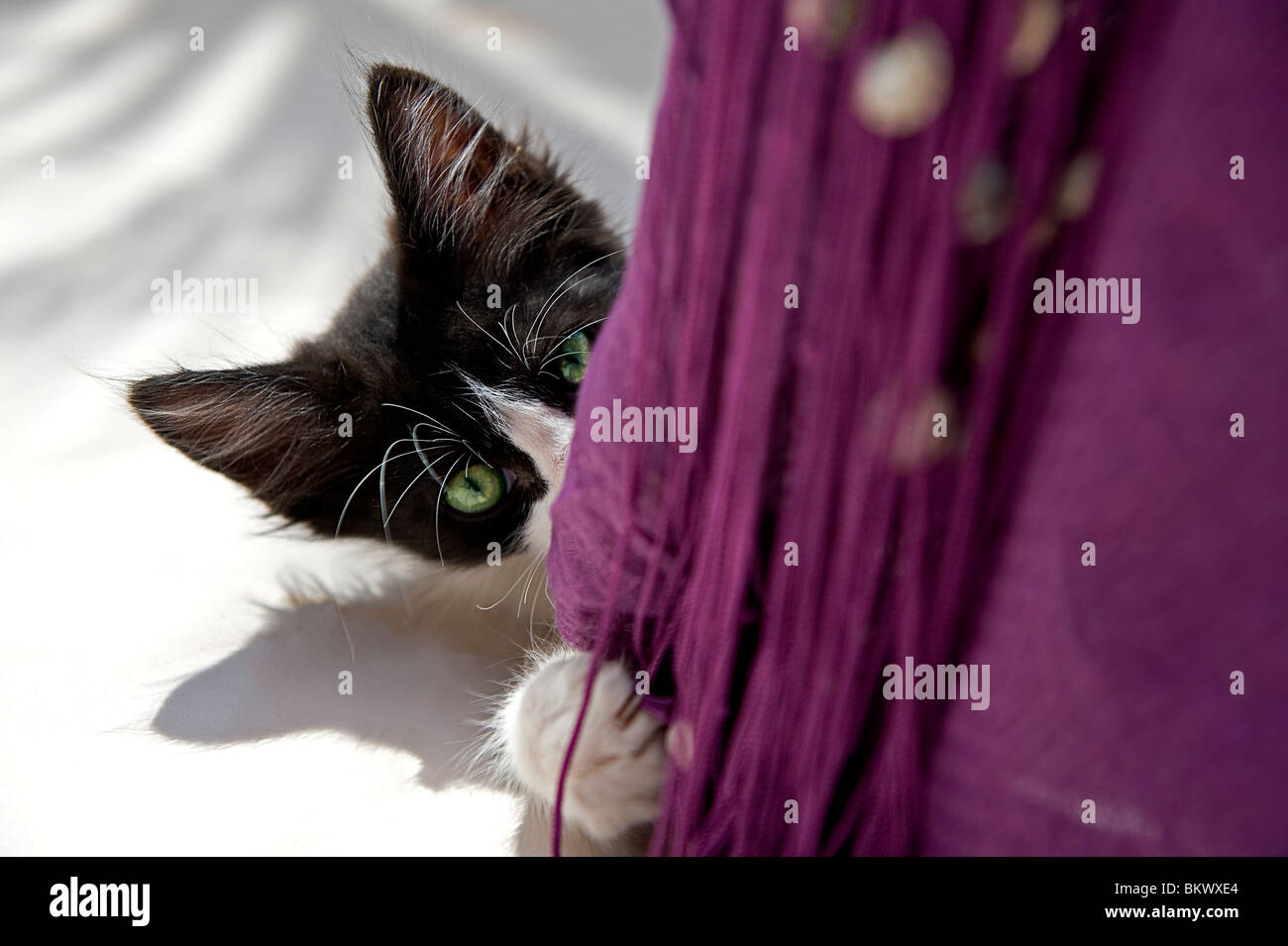 Hauskatze Kitten hinter Vorhang Stockfoto