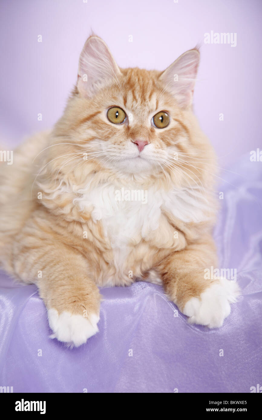 Junger Sibirischer Kater / junge sibirischer Kater Stockfoto