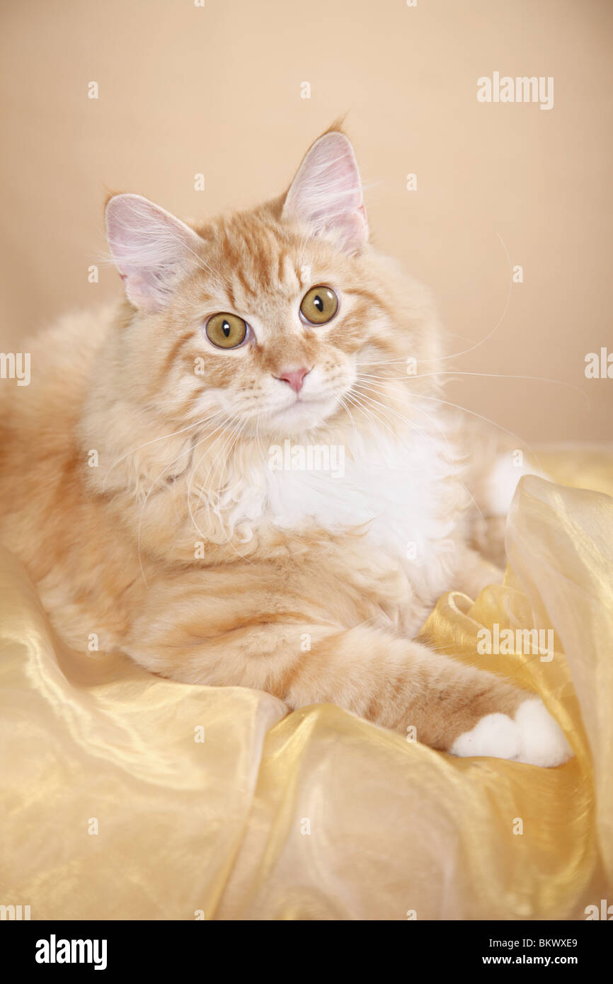 Junger Sibirischer Kater / junge sibirischer Kater Stockfoto