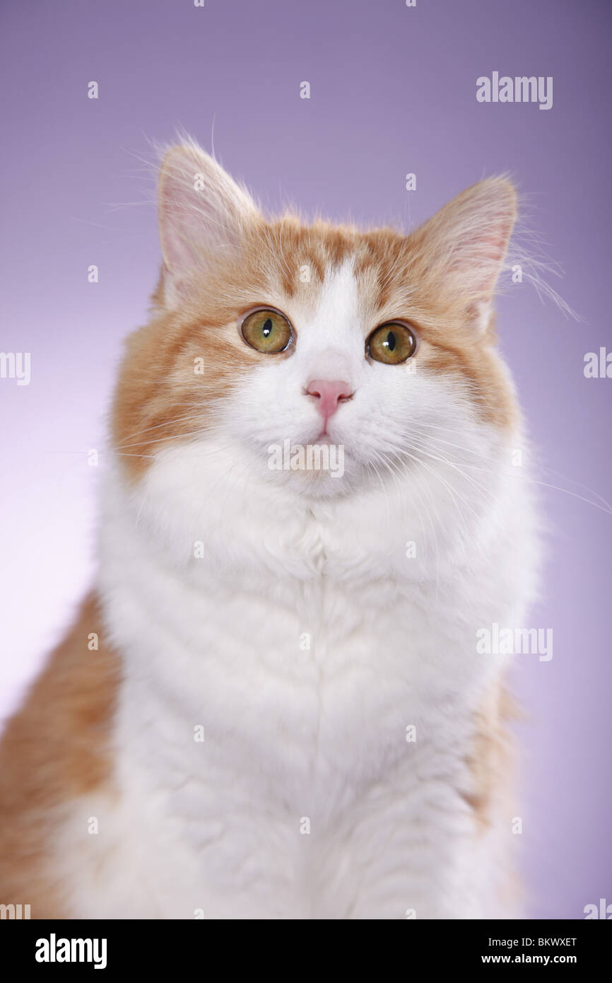 Sibirische Katze / Sibirische Katze Stockfoto