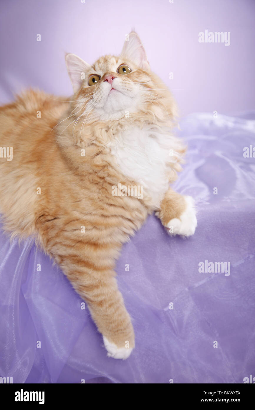 Junger Sibirischer Kater / junge sibirischer Kater Stockfoto