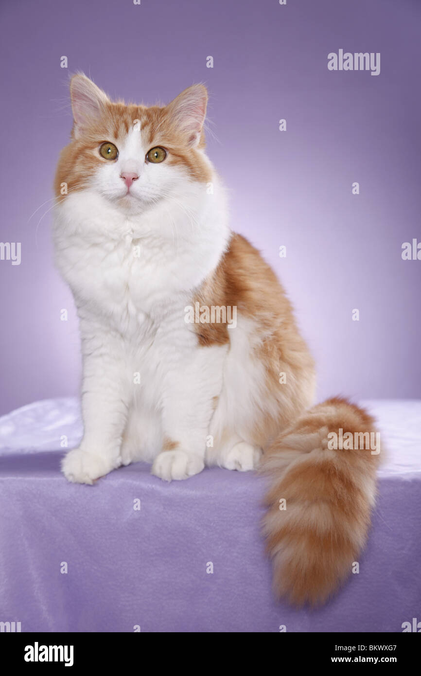 Sibirische Katze / Sibirische Katze Stockfoto