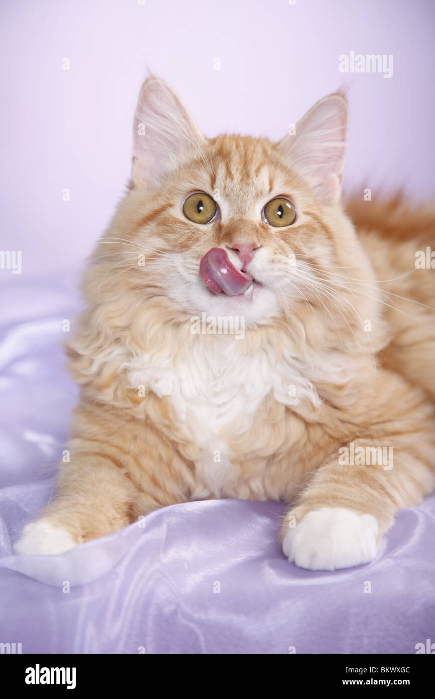 Junger Sibirischer Kater / junge sibirischer Kater Stockfoto