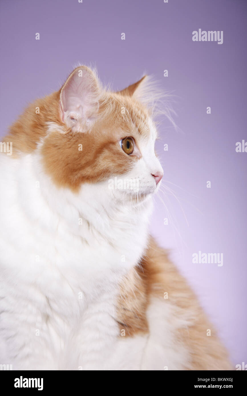 Sibirische Katze / Sibirische Katze Stockfoto