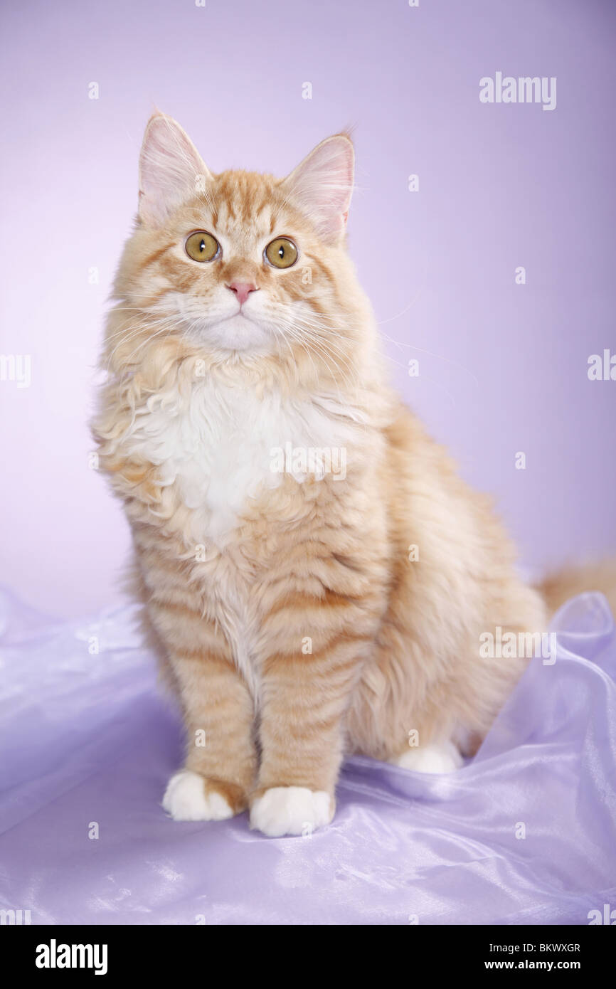 Junger Sibirischer Kater / junge sibirischer Kater Stockfoto