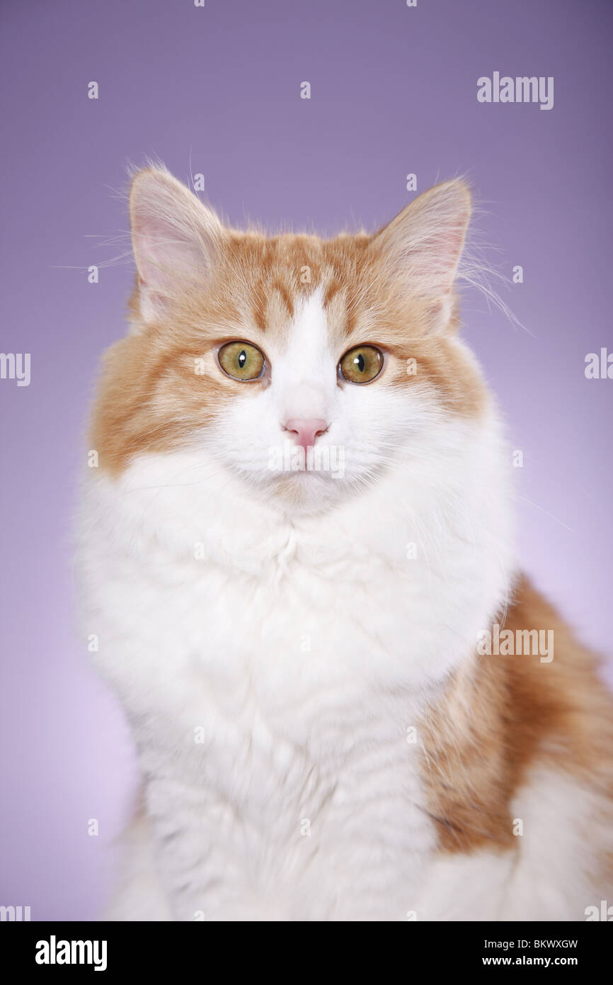 Sibirische Katze / Sibirische Katze Stockfoto