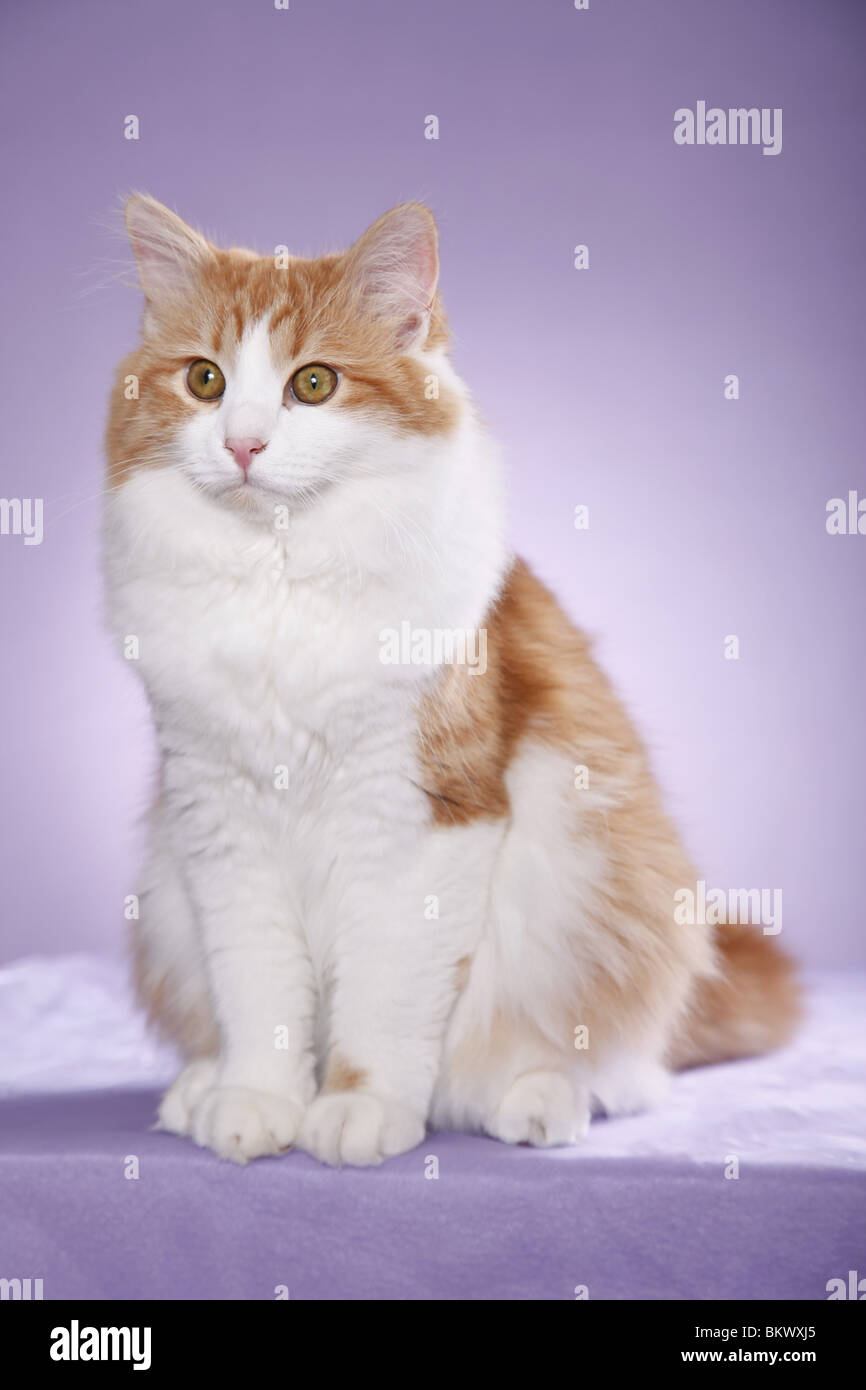 Sibirische Katze / Sibirische Katze Stockfoto