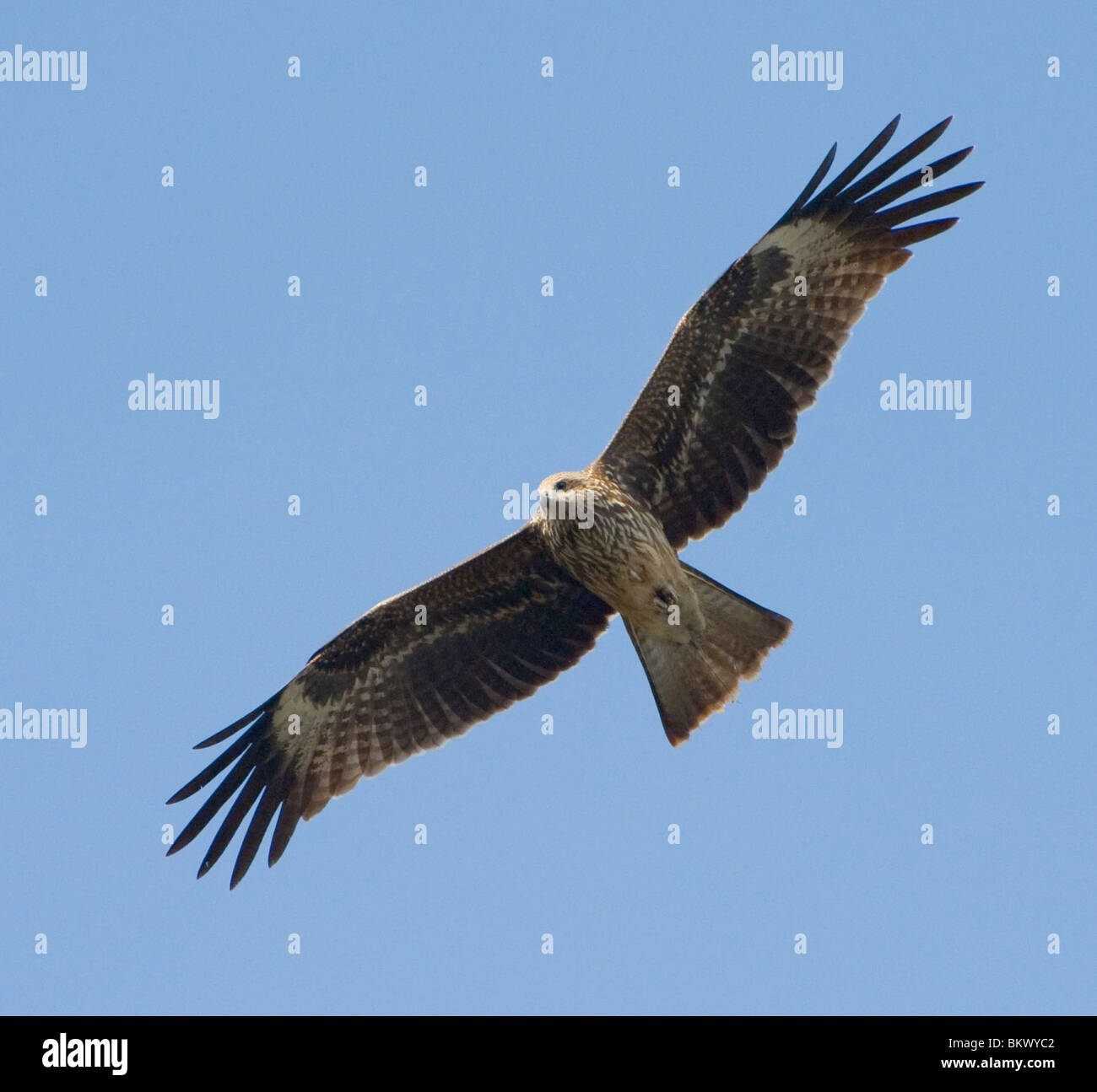 Ein Adler im Flug in Nepal Stockfoto