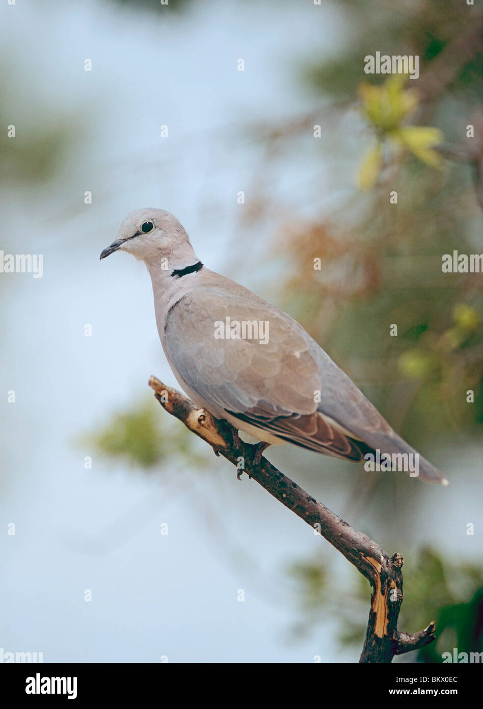 Ringhalstaube (Streptopelia capicola) auf einem Zweig Stockfoto